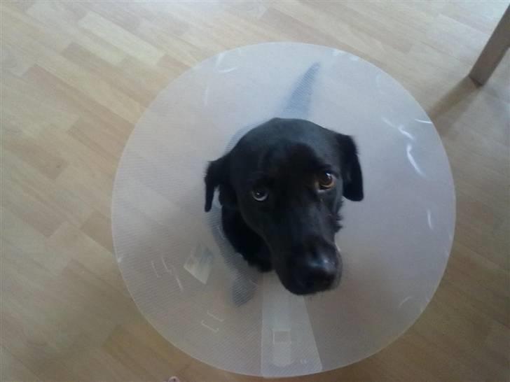 Blanding af racer Nick<3 - SMIIIIIIL <3 billede 5