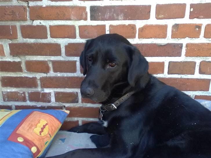 Blanding af racer Nick<3 - jeg klukker :) billede 2