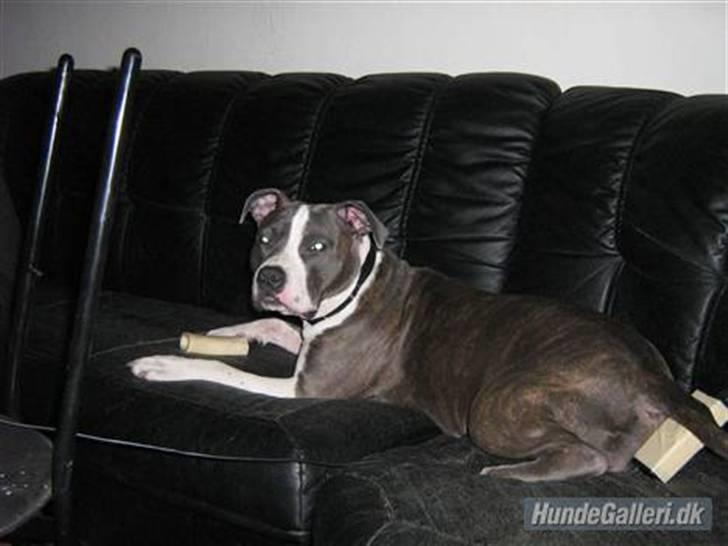 Amerikansk staffordshire terrier - Shila (Miss Blue Brindle) Himmelhund :'-( billede 17