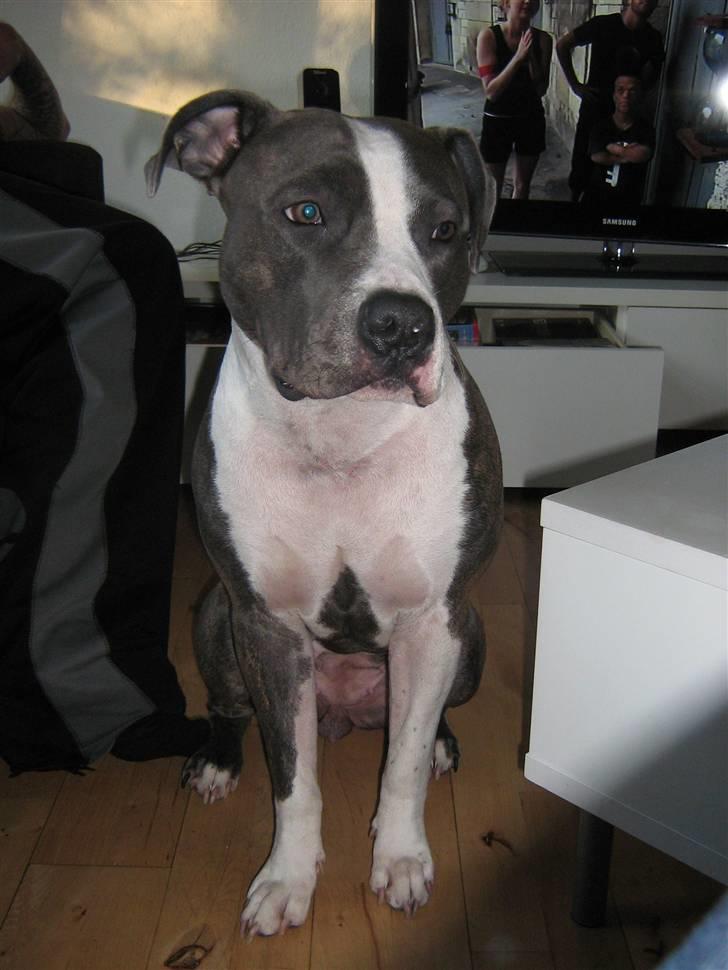 Amerikansk staffordshire terrier - Shila (Miss Blue Brindle) Himmelhund :'-( billede 16