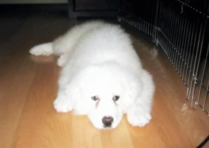 Pyreneerhund Vick billede 1