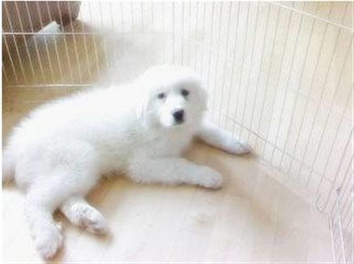 Pyreneerhund Vick billede 2