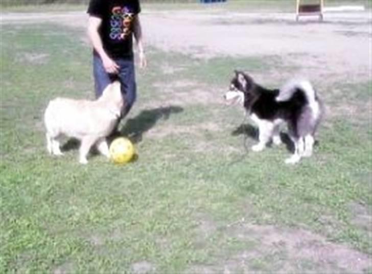 Pyreneerhund Vick billede 3