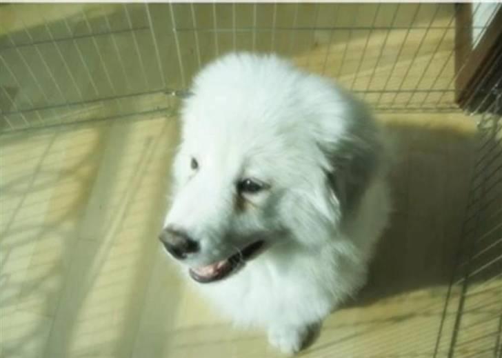 Pyreneerhund Vick billede 6