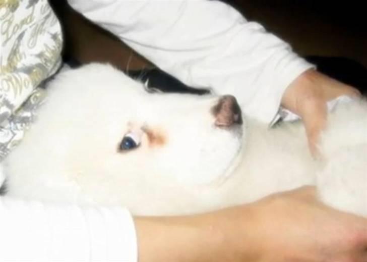 Pyreneerhund Vick billede 9