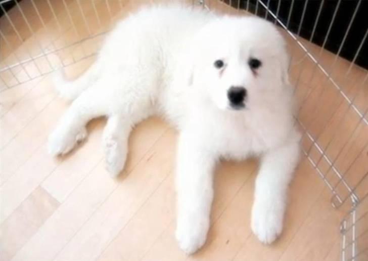 Pyreneerhund Vick billede 10