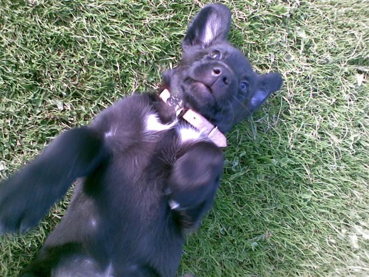 Blanding af racer Nick<3 - Da jeg var lille dreng :) billede 10