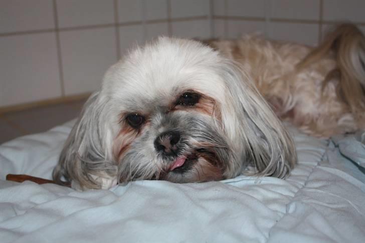 Lhasa apso '~'Emmi'~' 4 år - Velkommen til min profil:) Jeg hedder Emmi. Kig jer omkring. Så i kan få et indblik i min hverdag:O)) billede 1