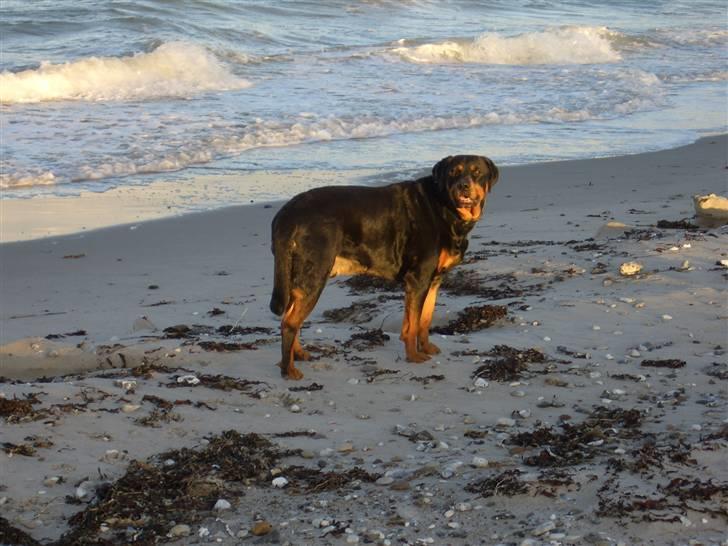 Rottweiler nero billede 1