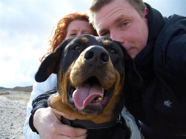 Rottweiler nero - mig og mine ejere billede 2