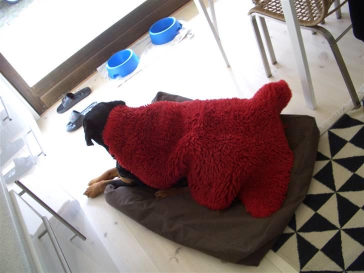 Rottweiler nero - forklædt som lam billede 3