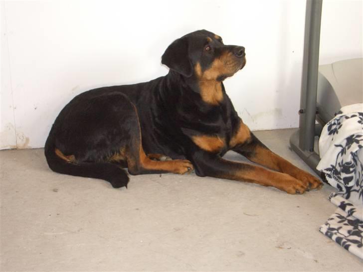 Rottweiler nero billede 4