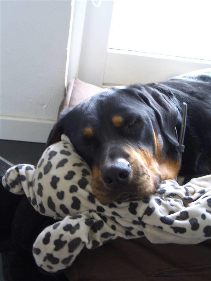 Rottweiler nero - hejsa....hvad vil du??? billede 5