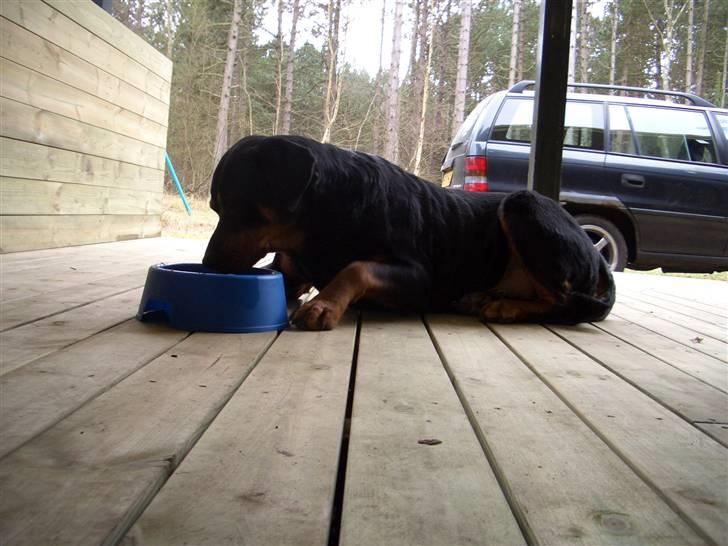 Rottweiler nero - kalder du mig malig???  billede 6