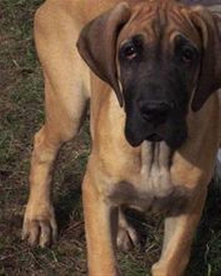 Grand danois Nala billede 7