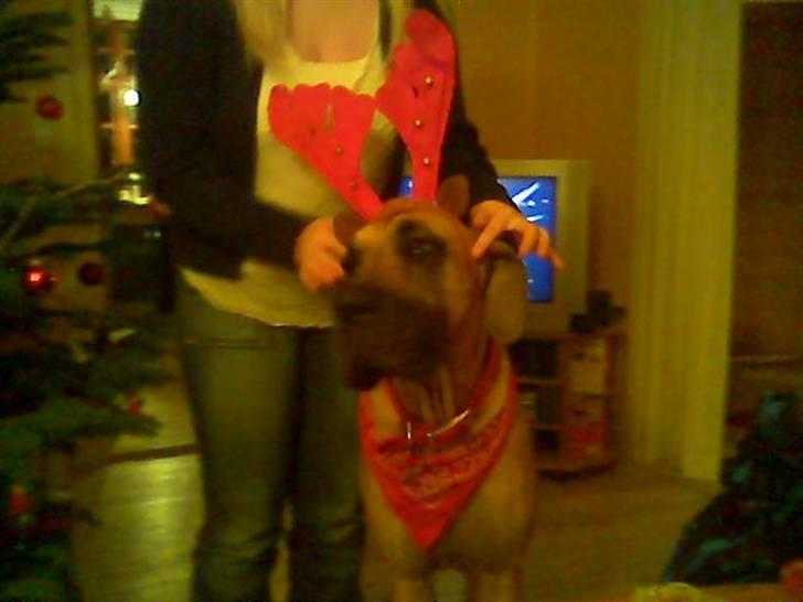 Grand danois Nala billede 8