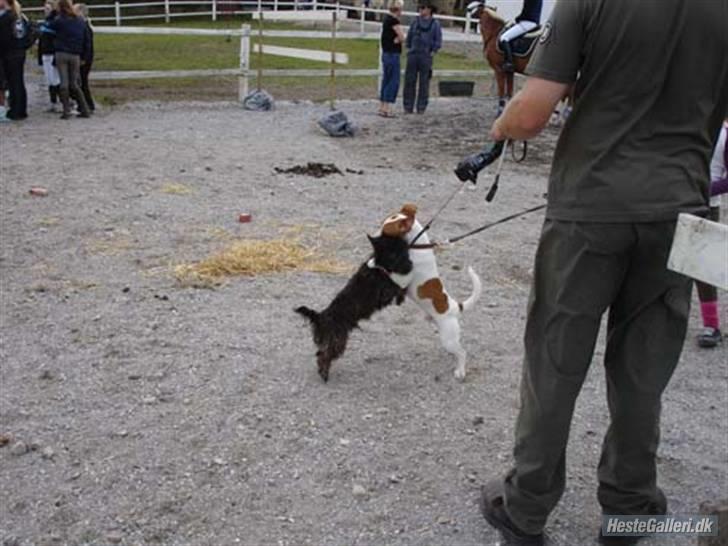 Dansk svensk gaardhund Max billede 4
