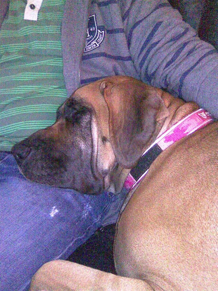 Grand danois Nala billede 9