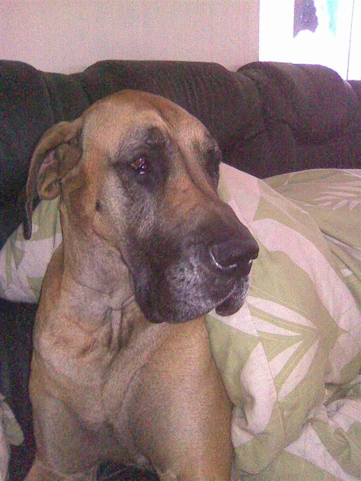 Grand danois Nala billede 11