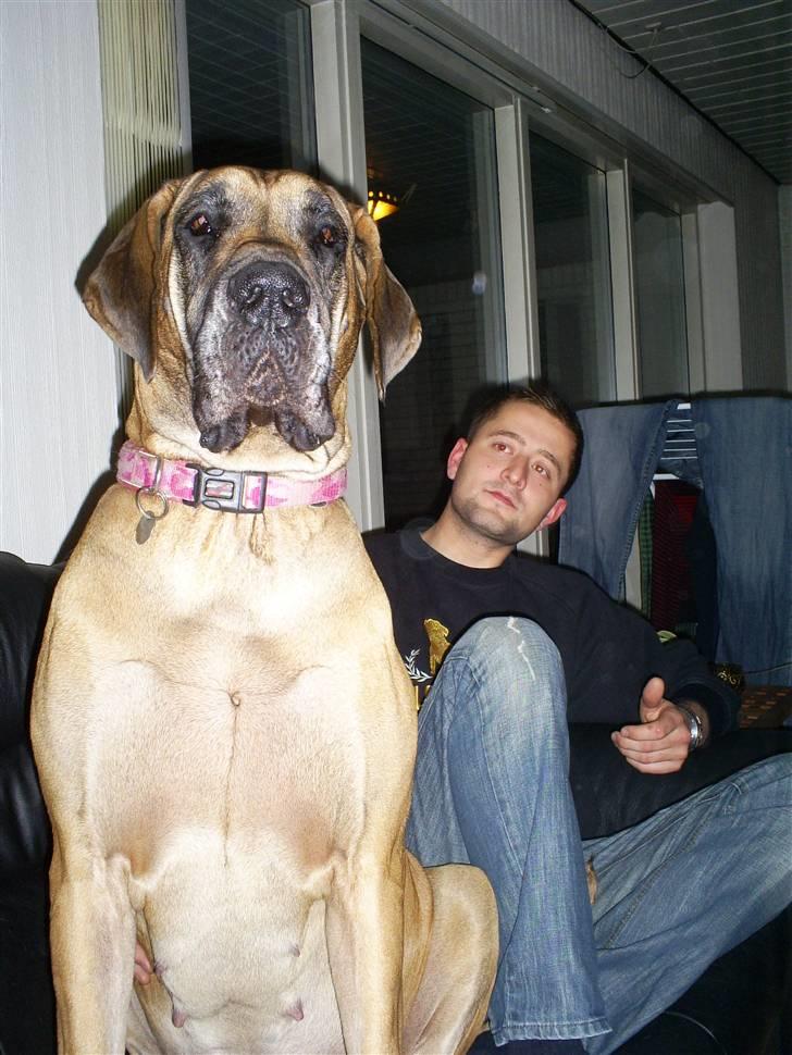 Grand danois Nala billede 12