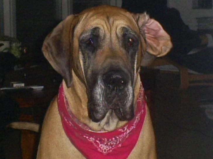 Grand danois Nala billede 13