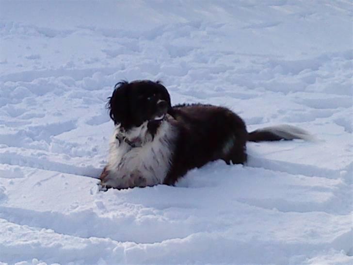 Blanding af racer Kvik billede 13