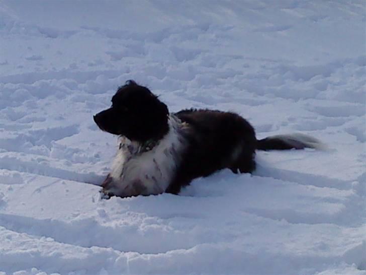 Blanding af racer Kvik billede 14