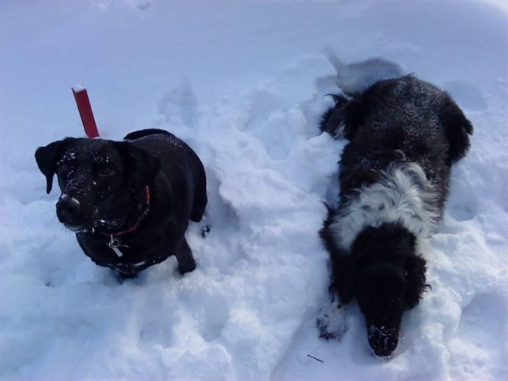 Blanding af racer Kvik billede 15