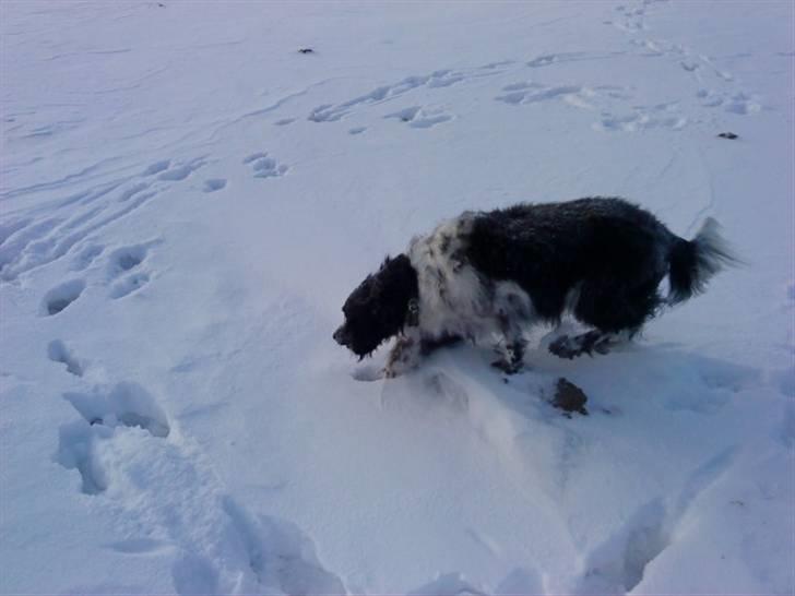 Blanding af racer Kvik billede 16