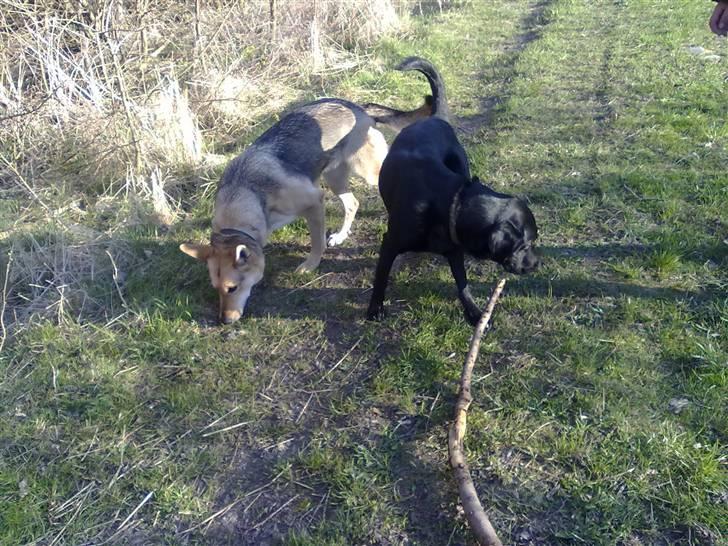 Blanding af racer Nick<3 - Mig og Quinta <3 vi er et par<3 billede 12