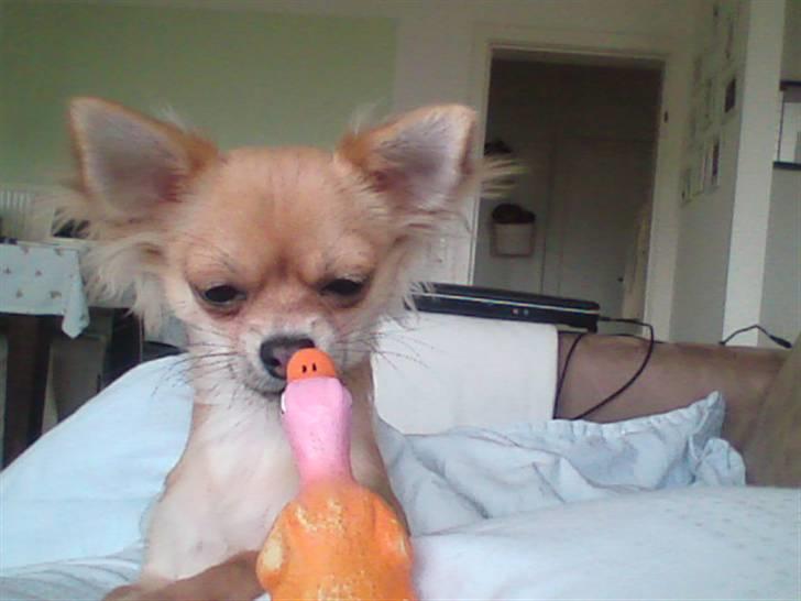 Chihuahua Batman - Jeg elsker min lille gummi and. billede 1