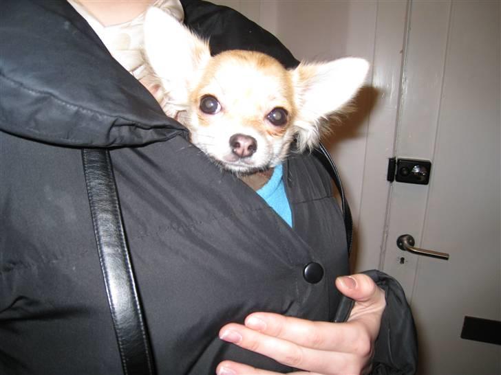 Chihuahua Batman - uhh ud i det kolde vejr-jeg gemmer mig i mors jakke billede 2