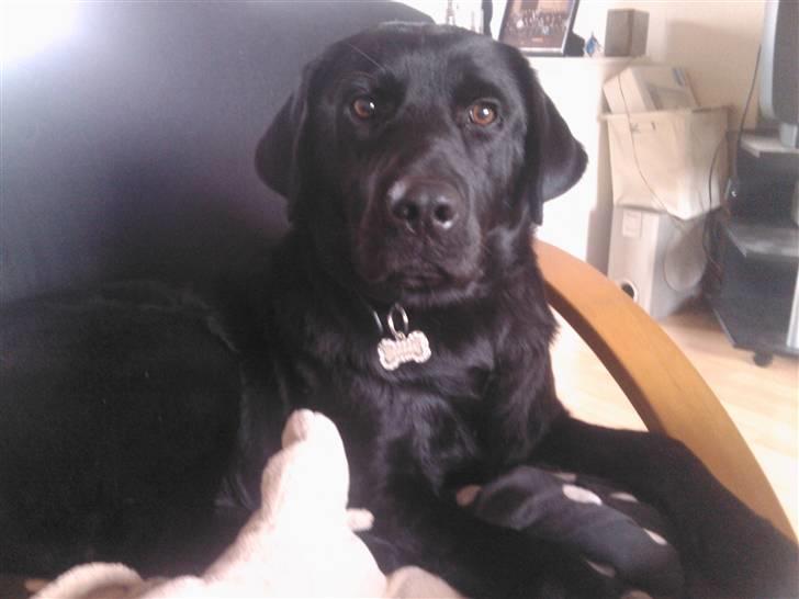 Labrador retriever Tyson billede 2