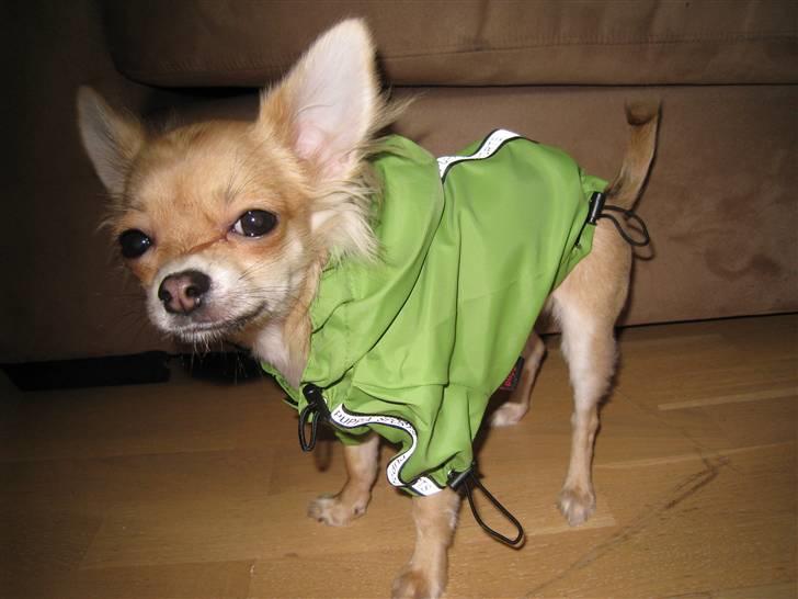 Chihuahua Batman - ud i regnvejret-jeg hader regnvejr billede 3