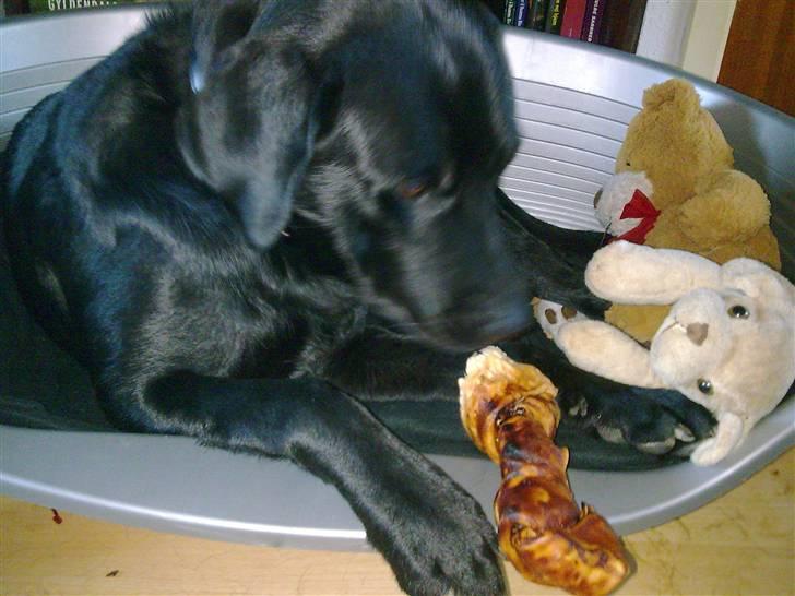 Labrador retriever Tyson billede 3