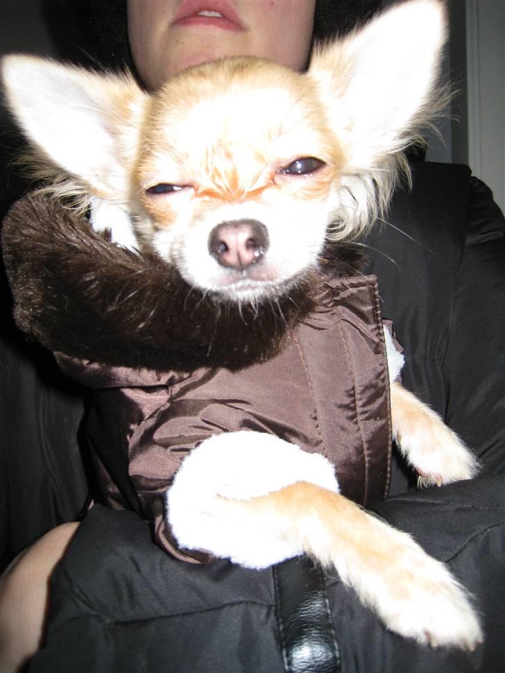 Chihuahua Batman - ud i den kolde vintervejrmed min frakke på-for jeg blir så hurtigt syg billede 4