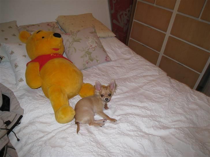 Chihuahua Batman billede 5