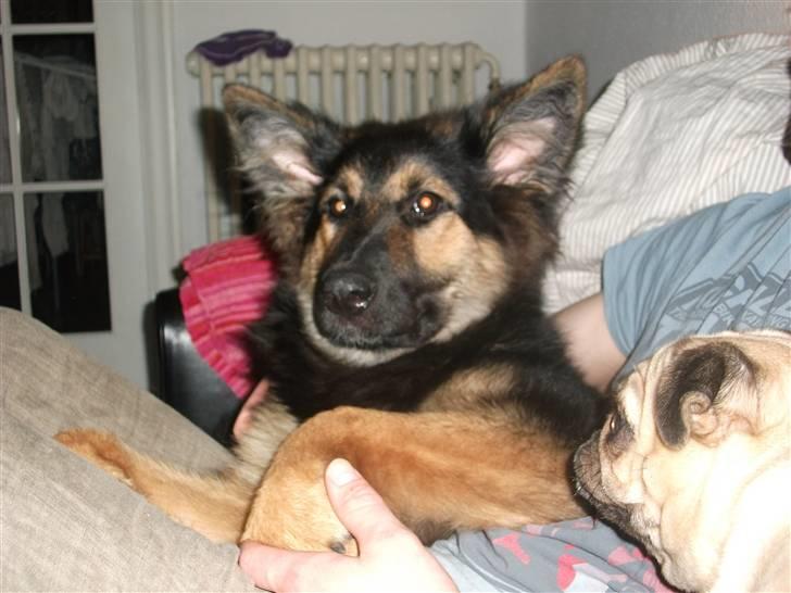 Blanding af racer paya billede 1