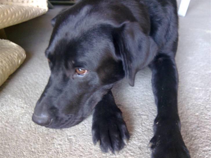 Labrador retriever Tyson billede 4