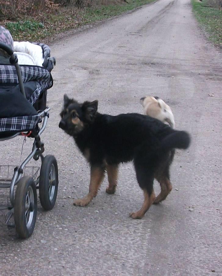 Blanding af racer paya billede 2