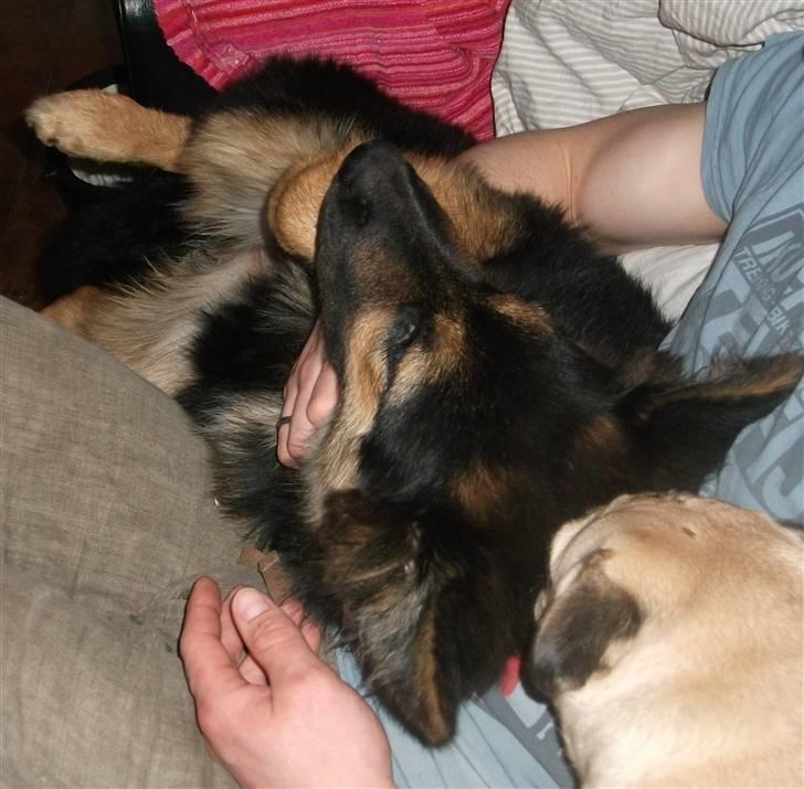 Blanding af racer paya billede 3