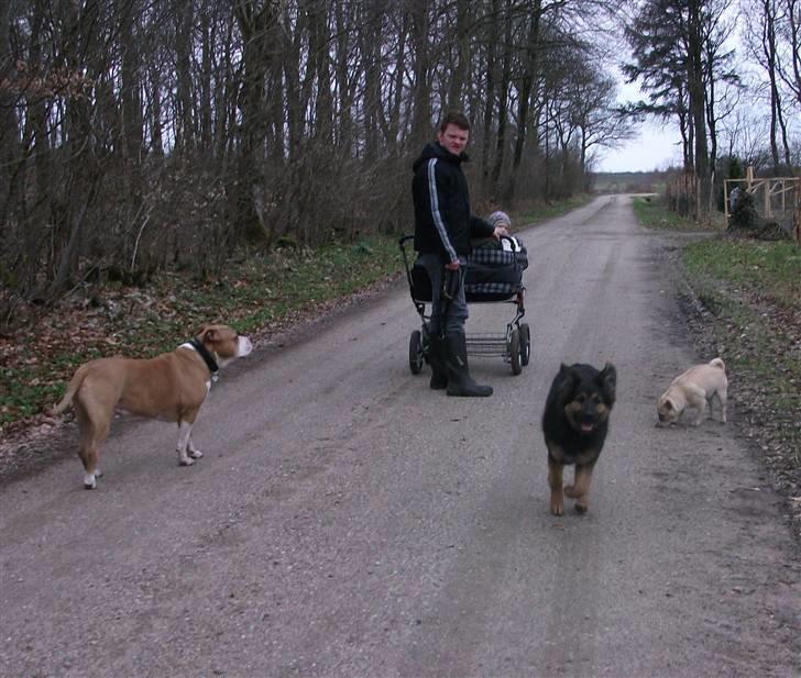 Blanding af racer paya billede 4