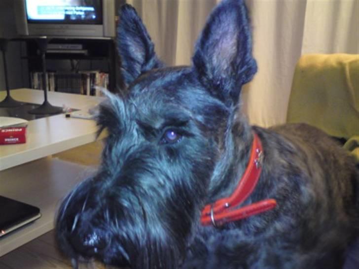 Skotsk terrier Veto billede 1