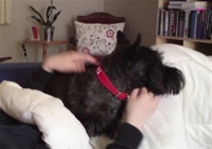 Skotsk terrier Veto billede 2