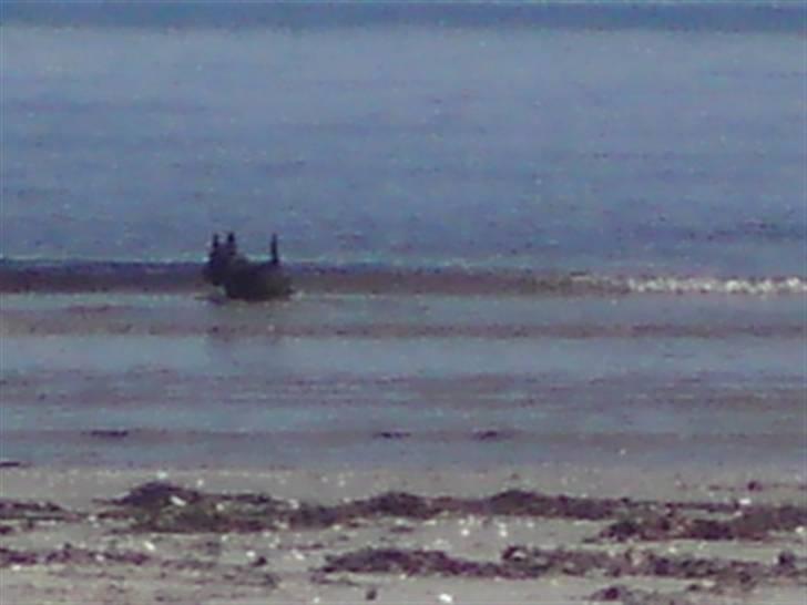 Skotsk terrier Veto billede 3