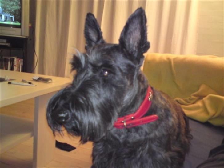 Skotsk terrier Veto billede 4