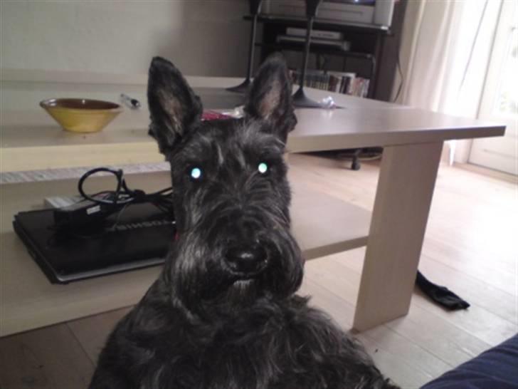 Skotsk terrier Veto billede 5
