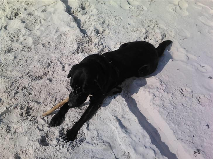 Labrador retriever Tyson billede 5