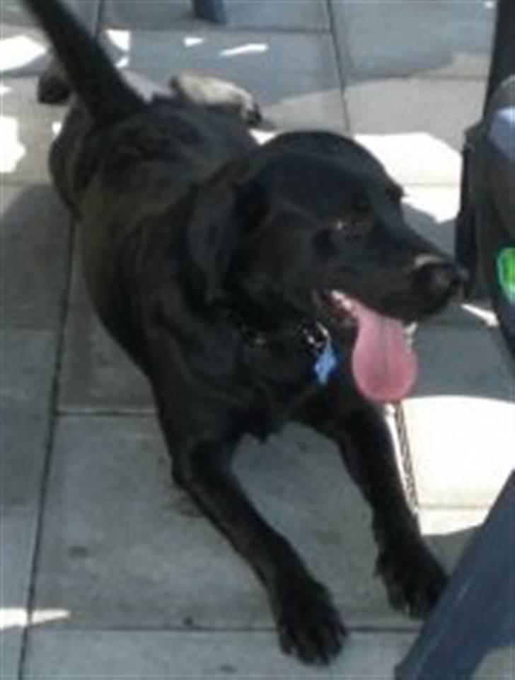 Labrador retriever Tyson billede 6