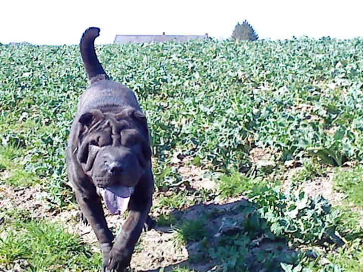Shar pei China House Amanda Mae - Det er skønt bare at kunne løbe rundt som det passer mig billede 3